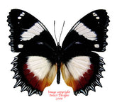 Hypolimnas dexithea (Madagascar)